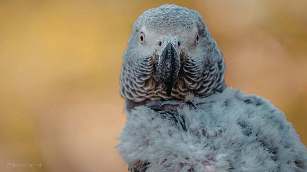 African Grey Parrot close-up, showcasing its detailed feathers and intelligent gaze.