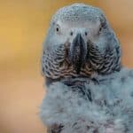 African Grey Parrot close-up, showcasing its detailed feathers and intelligent gaze.