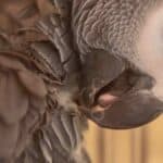 A bird's eye view of an African Grey Parrot with detailed feathers and alert expression.