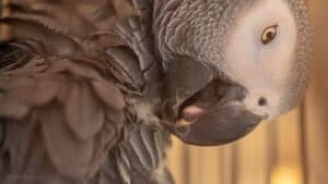 A bird's eye view of an African Grey Parrot with detailed feathers and alert expression.