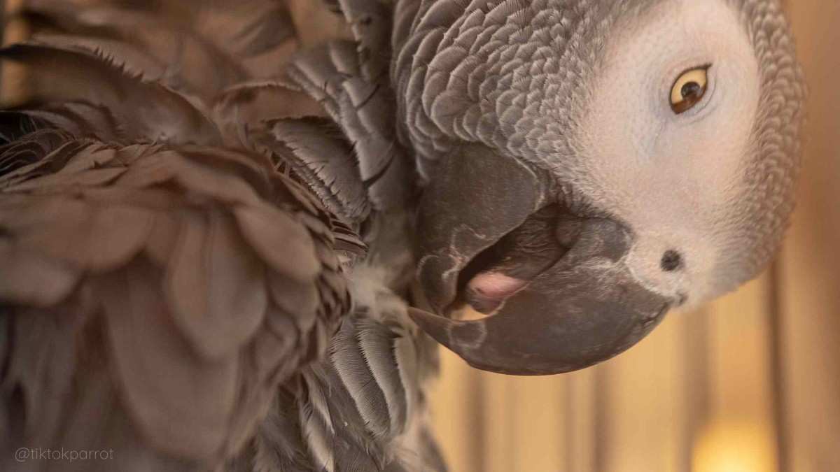 A bird's eye view of an African Grey Parrot with detailed feathers and alert expression.