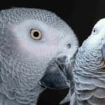 Close-up of a grey African Grey Parrot with detailed feather texture.