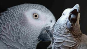 Close-up of a grey African Grey Parrot with detailed feather texture.