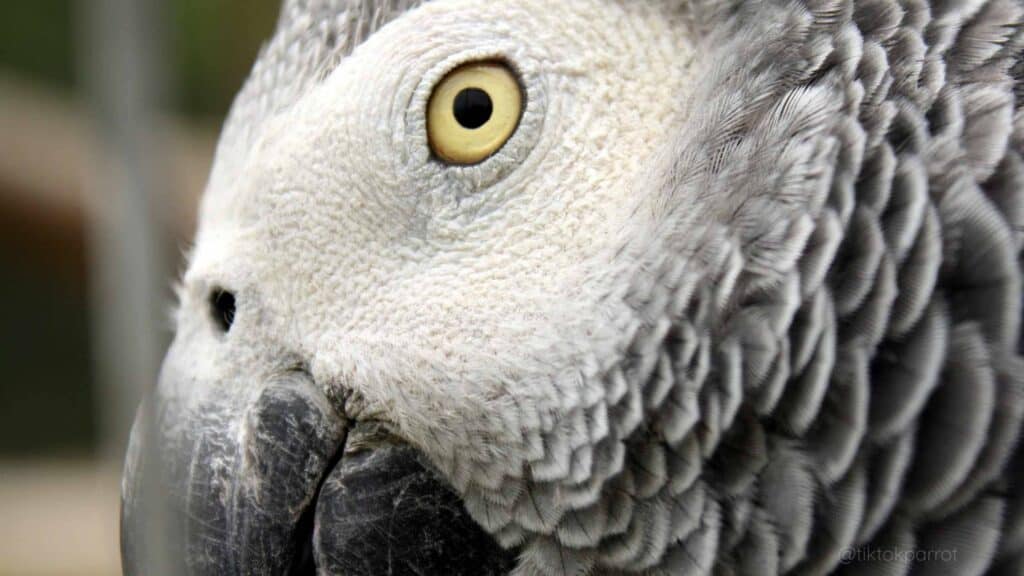How Long Does It Take for an African Grey to Trust You