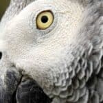 How Long Does It Take for an African Grey to Trust You