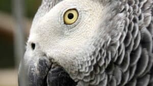 How Long Does It Take for an African Grey to Trust You