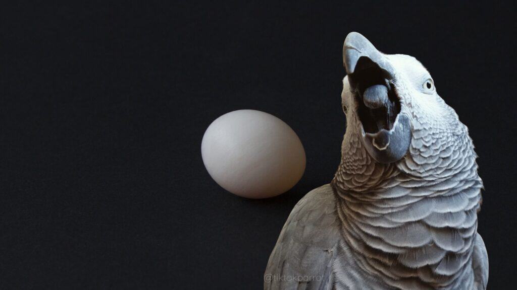 Close-up of a grey parrot with an open beak and a white egg on a black background.