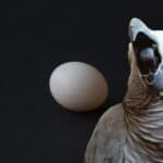 Close-up of a grey parrot with an open beak and a white egg on a black background.