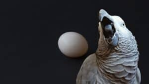 Close-up of a grey parrot with an open beak and a white egg on a black background.
