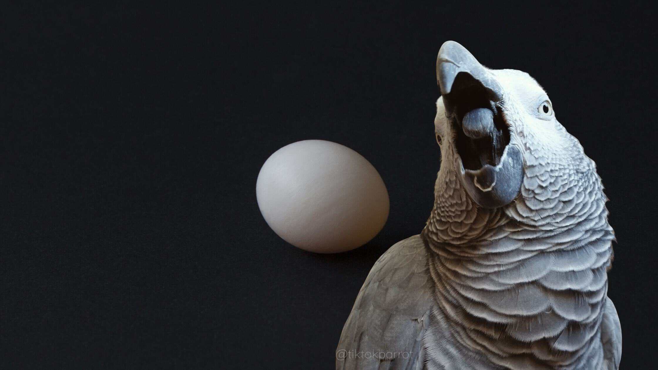 Close-up of a grey parrot with an open beak and a white egg on a black background.