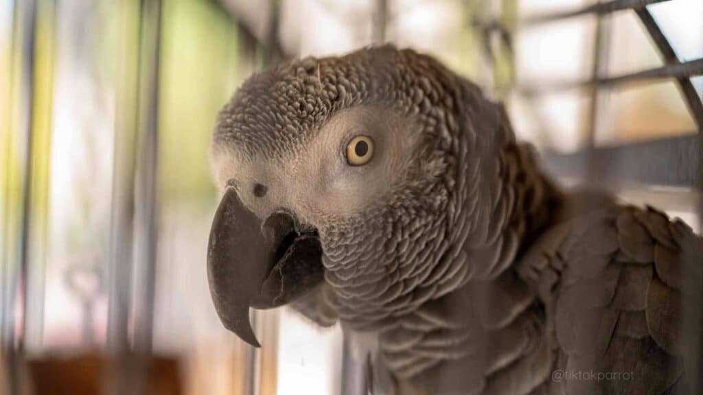 Close-up of an African Grey Parrot inside a cage.