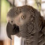 Close-up of an African Grey Parrot inside a cage.