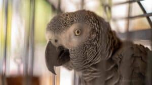 Close-up of an African Grey Parrot inside a cage.