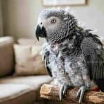 African Grey Parrot perched indoors during molting process.