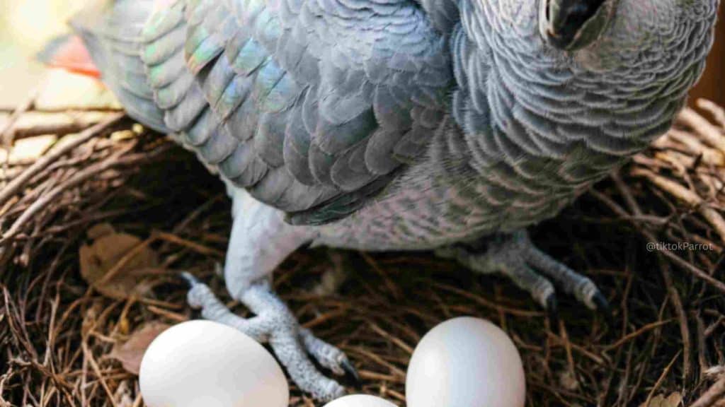 African Grey Parrot sitting on nest with unfertilized eggs.