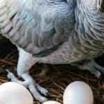 African Grey Parrot sitting on nest with unfertilized eggs.