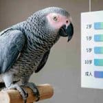 African Grey Parrot perched on a wooden stand with an age ranking chart in the background.