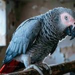 Close-up of an African Grey Parrot perched indoors with a weathered background.