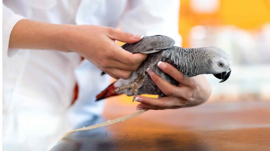 Avian Bornavirus Infection in African Grey Parrots: Symptoms, Diagnosis, and Care