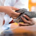 African Grey Parrot being examined by veterinarian for health check.