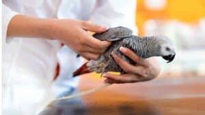 African Grey Parrot being examined by veterinarian for health check.