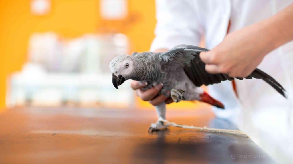 Preventing Fatty Liver Disease in African Greys
