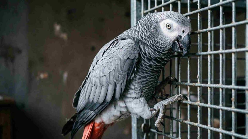 African Grey Parrot perched on a cage, showing detailed grey feathers and white eye.