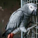 African Grey Parrot perched on a cage, showing detailed grey feathers and white eye.