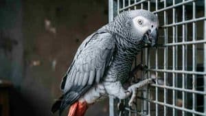 African Grey Parrot perched on a cage, showing detailed grey feathers and white eye.