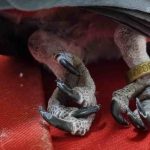 Avian Bornavirus Infection in African Grey Parrots: Symptoms, Diagnosis, and Care