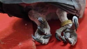 Close-up of African Grey Parrot's feet with band and claws.