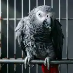 African Grey Parrot inside a cage, looking at the camera.