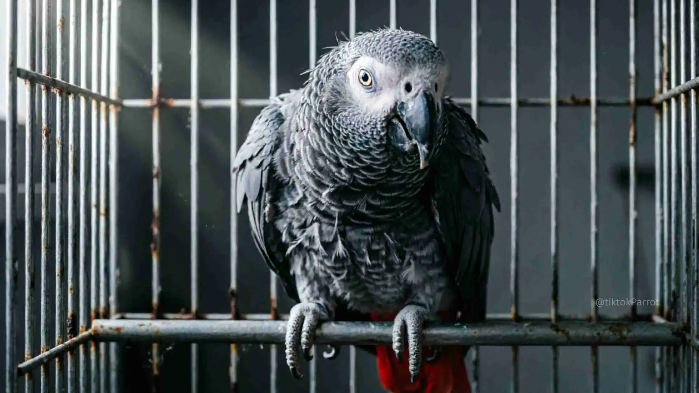 African Grey Parrot inside a cage, looking at the camera.