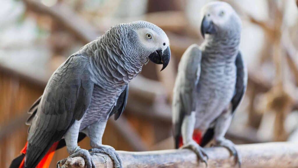 Understanding Pair Bonding in African Greys