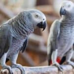 Understanding Pair Bonding in African Greys