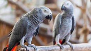 Understanding Pair Bonding in African Greys