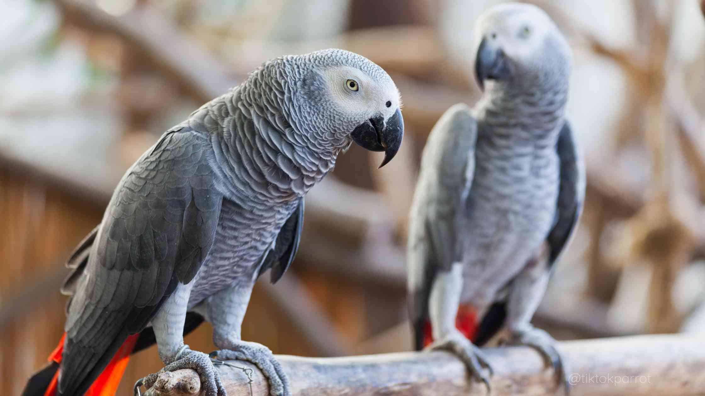 Understanding Pair Bonding in African Greys