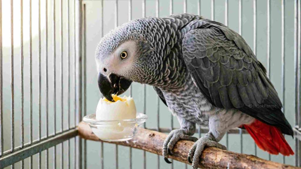 African Grey Parrot eating egg white in a cage.