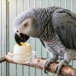 African Grey Parrot eating egg white in a cage.