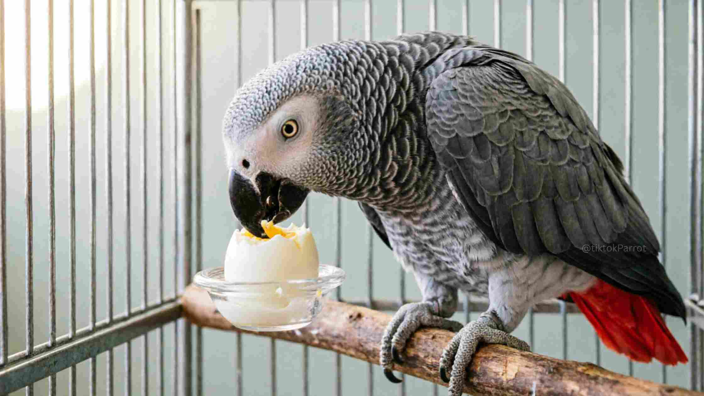 African Grey Parrot eating egg white in a cage.