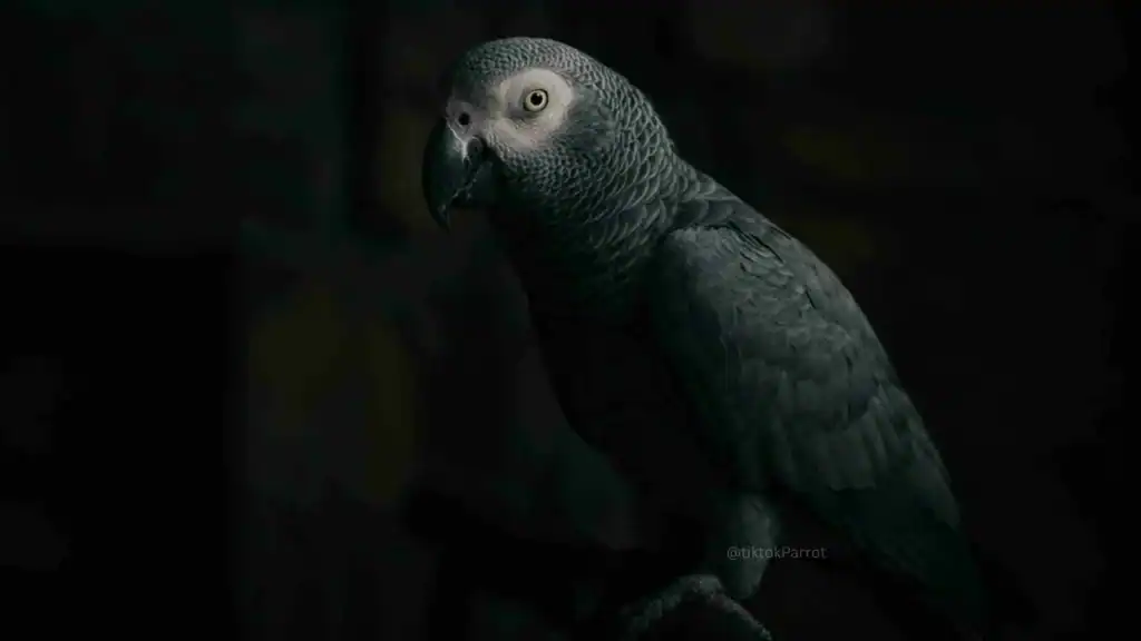 African Grey Parrot in a dark setting, showcasing its detailed feathers and alert eyes.