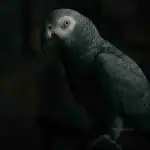 African Grey Parrot in a dark setting, showcasing its detailed feathers and alert eyes.