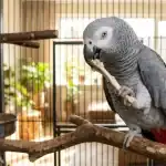 African Grey Parrot holding a chicken bone in its beak inside a cage.