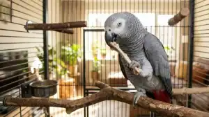 African Grey Parrot holding a chicken bone in its beak inside a cage.