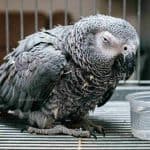 African Grey Parrot in cage with water dish, showing health concerns.