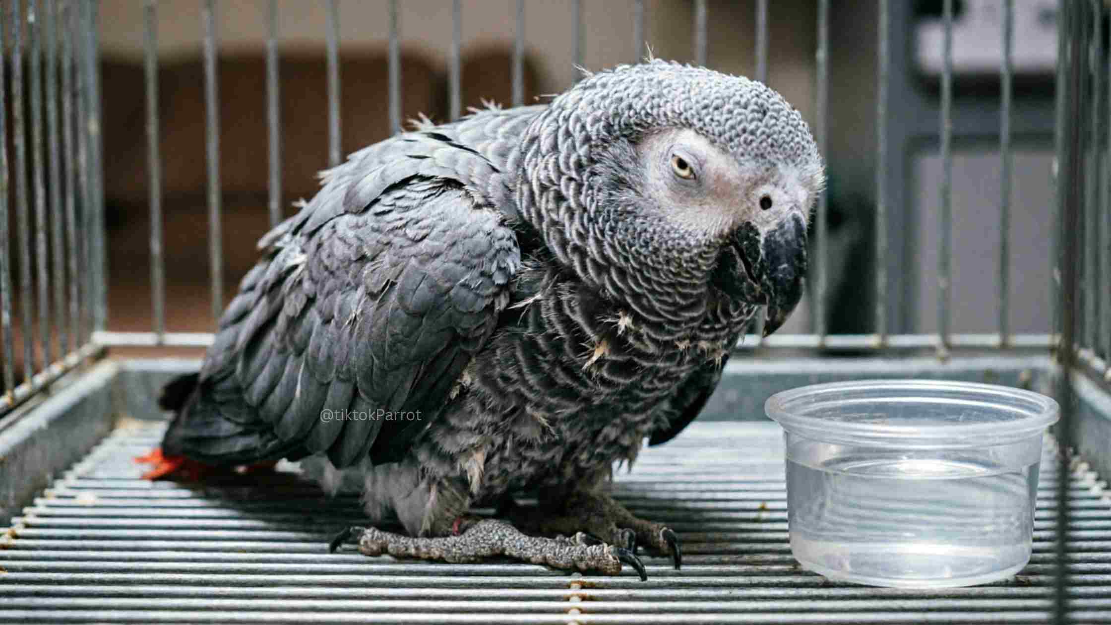 African Grey Parrot in cage with water dish, showing health concerns.