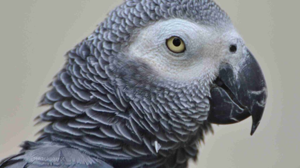 Close-up of a grey African Grey Parrot's head showing detailed feathers and eye.