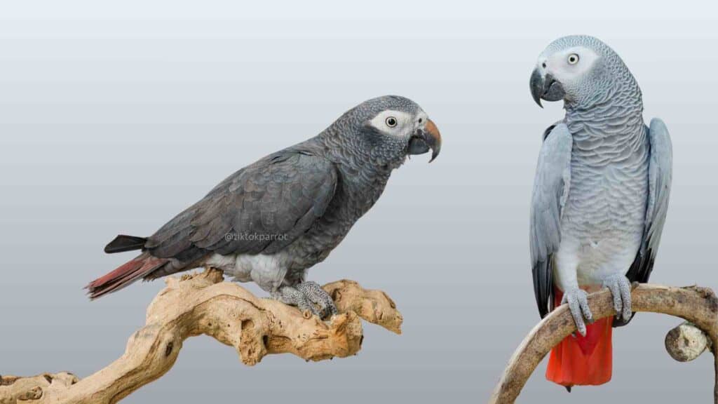 Congo and Timneh African Grey Parrots perched on branches for comparison.