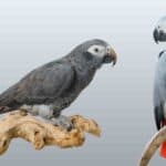 Congo and Timneh African Grey Parrots perched on branches for comparison.