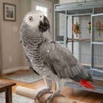 African Grey Parrot inside a home with a cage in the background.